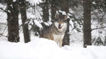 Rezerwat zwierzyny Ferleiten zamieszkują także dwa dorosłe wilki