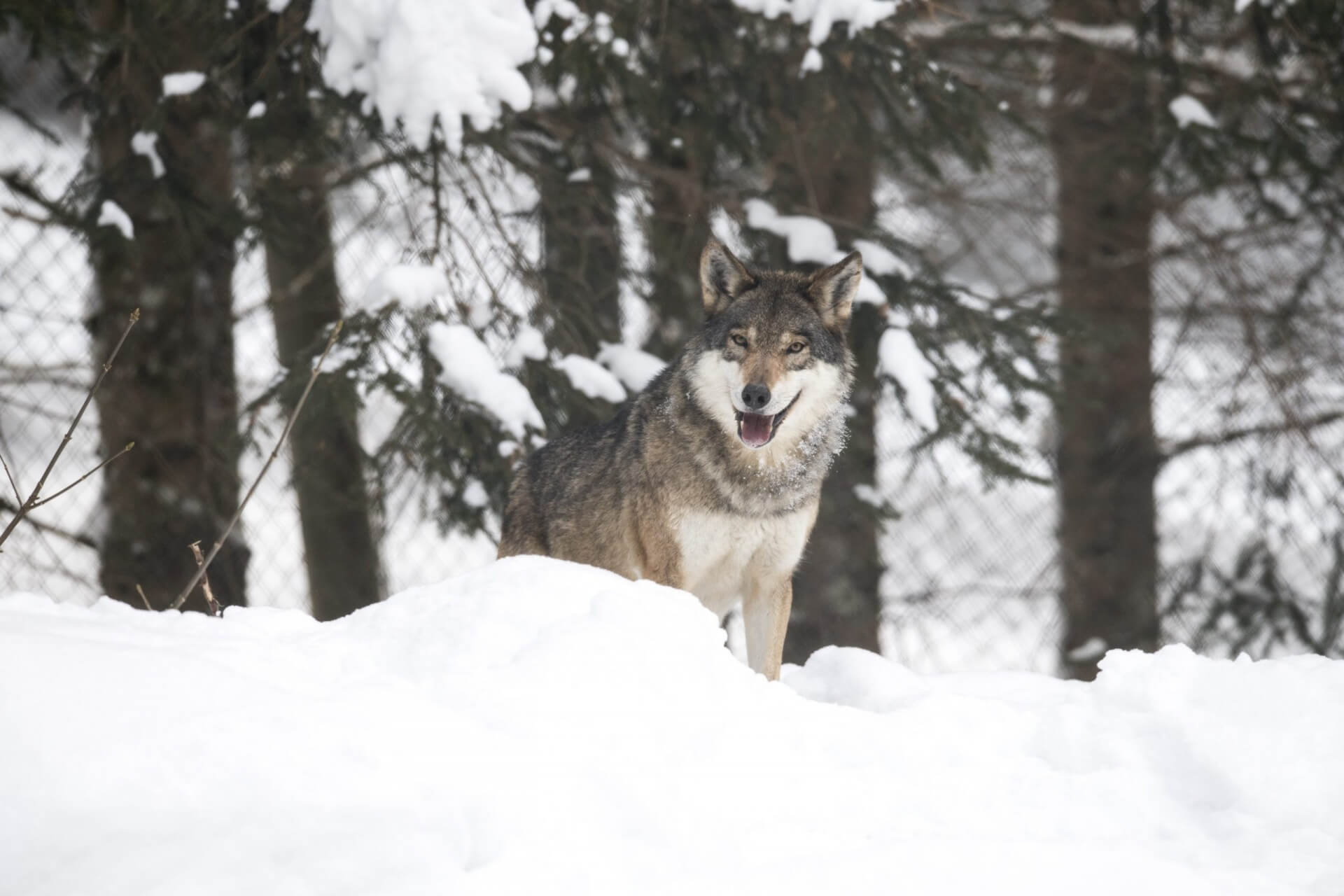 Rezerwat dzikich zwierząt w Ferleiten na Ziemi Salzburskiej zamieszkują także dwa wilki