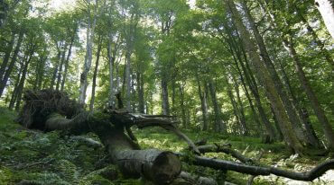 Puszcza Lammertalska pełna wiekowych, potężnych drzew, jest pozostawiona wyłącznie działaniu natury