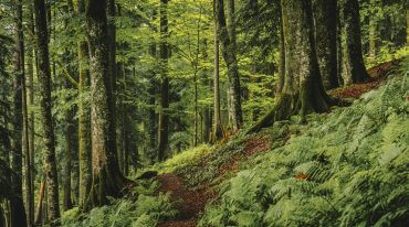 Wiekowe, potężne drzewa Puszczy Lammertalskiej uchroniło przed wycinką niedostępne położeniu na pochyłym terenie.