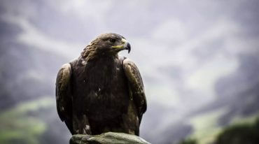 W dolinie Raurisertal na terenie Parku Narodowego Wysokich Taurów żyją orły przednie.