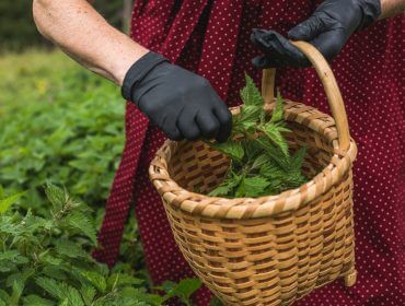 Pokrzywę do świeżych potraw, przetworów lub do domowej aptyczki zbieraj najlepiej w rękawiczkach i do wiklinowego kosza. Tu zbiory pokrzywy na hali B