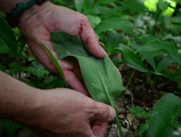 Ziemię Salzburską porasta wiele jadalnych dzikich roślin, które jednak łatwo pomylić z rolinami silnie trującymi. Czosnek niedźwiedzi jest podobny do trujących liści konwalii.