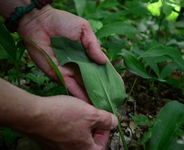Ziemię Salzburską porasta wiele jadalnych dzikich roślin, które jednak łatwo pomylić z rolinami silnie trującymi. Czosnek niedźwiedzi jest podobny do trujących liści konwalii.