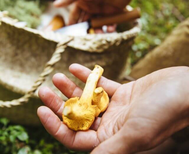 Kiedy tylko zaczyna się zeson na kurki i te pyszne leśne grzyby wystawiają swoje żółte główki na świat, w kartach dań i w domach przygotowuje się kurkowe sosy, zupy, sałatki, kurki w śmietanie itd.