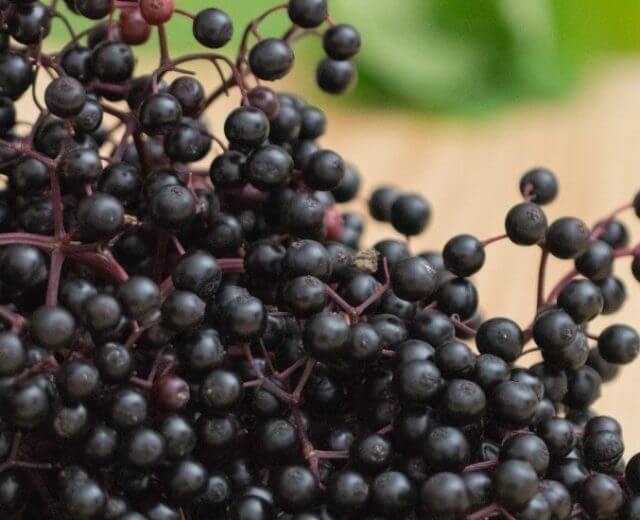 Na przełomie sierpnia i września dojrzewają na Ziemi Salzburskiej owoce czarnego bzu. To czas na przygotowanie rozmaitych, służących zdrowiu przetworów.