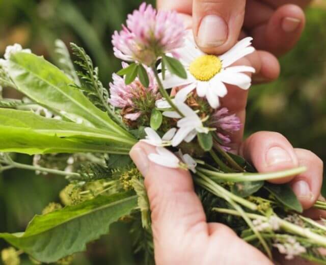 Ręce układające mały bukiet polnych kwiatów na zewnątrz - sezon na wiosenne zioła właśnie trwa.