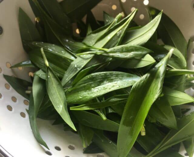 Leście czosnku niedźwiedziego, zerwane świeżo w lesie i umyte pod bieżącą wodą, dodadzą lekko pikantnego smaku Twoim potrawom.