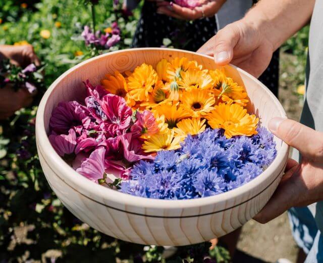 Naczynie wypełnione różowymi, chabrowymi i żółtymi kwiatami jadalnymi zebranymi w Parku Nardowym Wysokich Taurów.