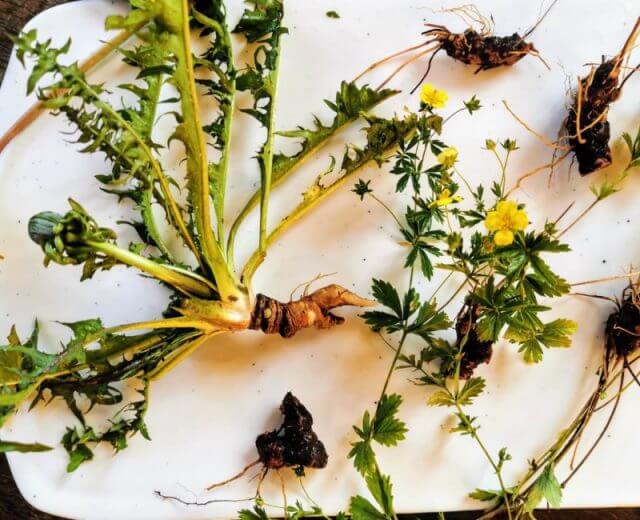 Mniszek lekarski i korzenie pięciornika kurzego ziela jako składniki na digestif na trawienie.