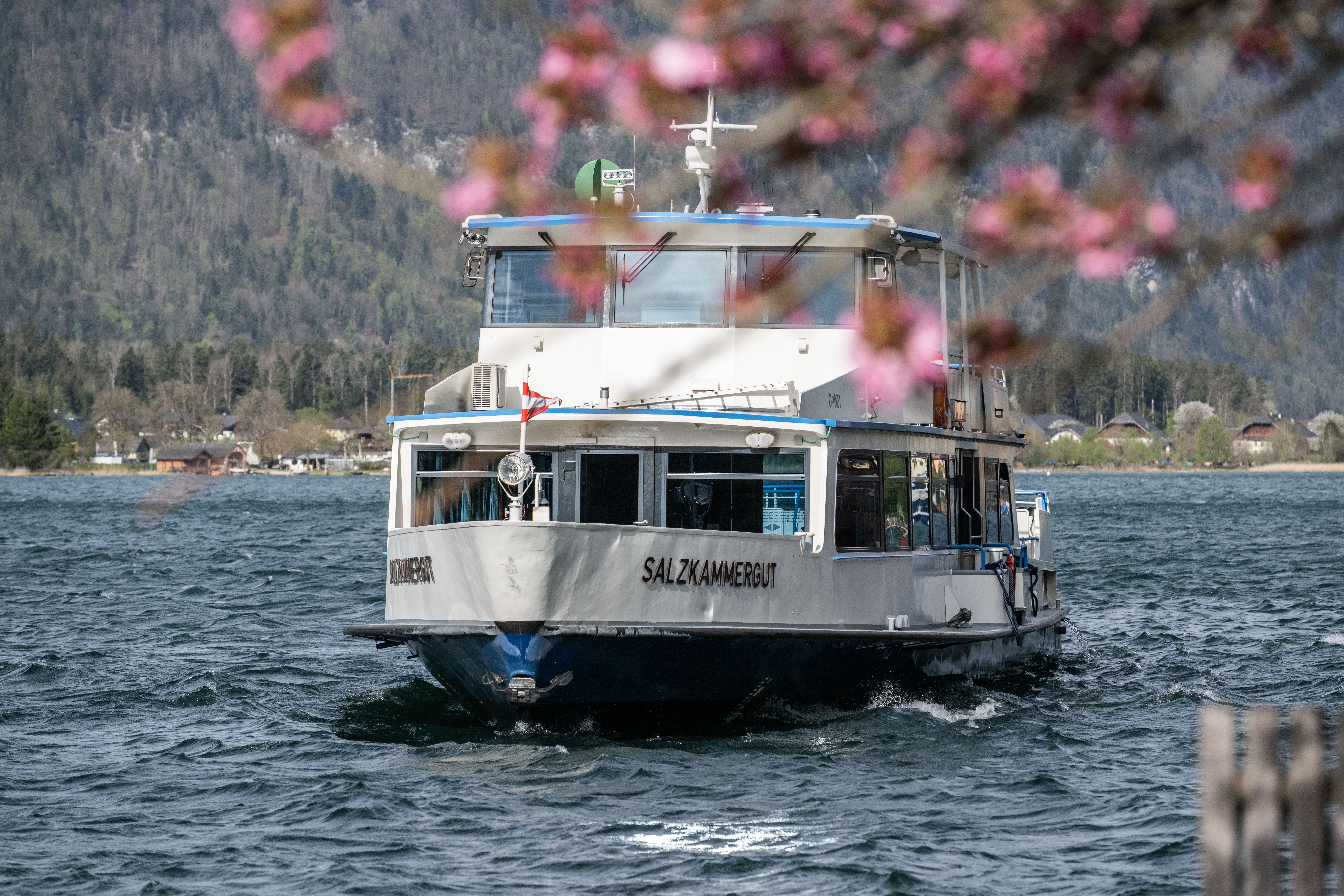Biały prom o nazwie Salzkammergut płynie po jeziorze, wiosenna scena wśród kwitnących różowych kwiatów w pobliżu Salzburga atrakcje turystyczne. (Powiększony widok)