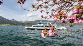 Wolfgangsee Schiffahrt und Kirschblüte // Wolfgangsee boat trip and cherry blossom Biały prom na jeziorze w Salzkammergut, otoczony kwiatami wiśni - wiosna atrakcje turystyczne Salzburg.