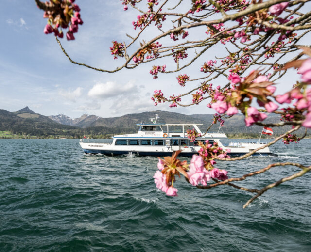 Biały prom na jeziorze w Salzkammergut, otoczony kwiatami wiśni - wiosna atrakcje turystyczne Salzburg.