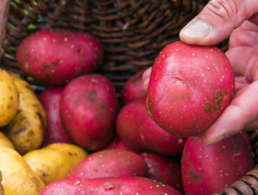 Ręka trzymająca czerwonego ziemniaka nad koszem czerwonych i żółtych ziemniaków - sezon na ziemniaki.