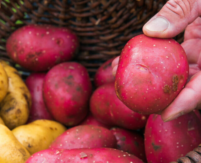 Ręka trzymająca czerwonego ziemniaka nad koszem czerwonych i żółtych ziemniaków - sezon na ziemniaki.